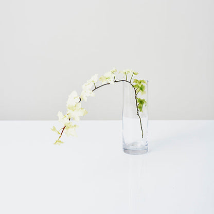 Hedera helix White Cecilia (Ivy) (40cm)