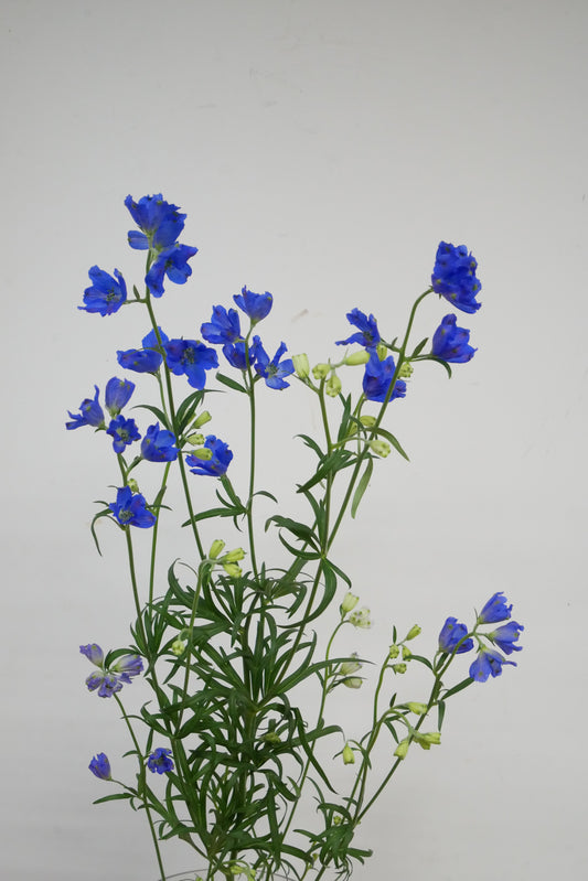 Delphinium Grand Blue