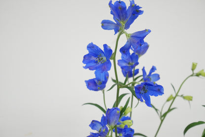 Delphinium Grand Blue (70cm)