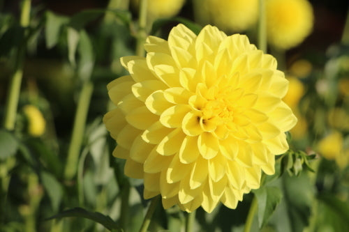 【月見】新入荷!! Dahlia 光の矢 (50cm)