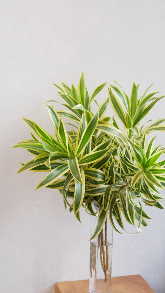 (Clearance Sale) Dracaena Song Of India (60cm)