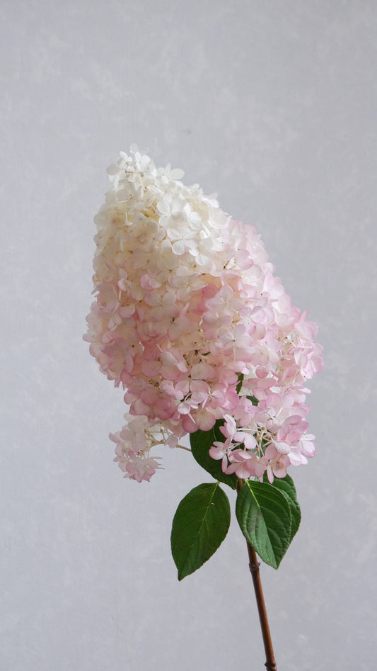 Hydrangea Sunday Fraise (75cm)