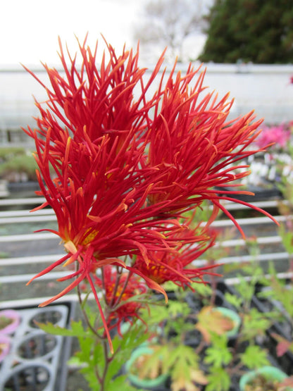 【月見】Chrysanthemum 嵯峨の御所錦