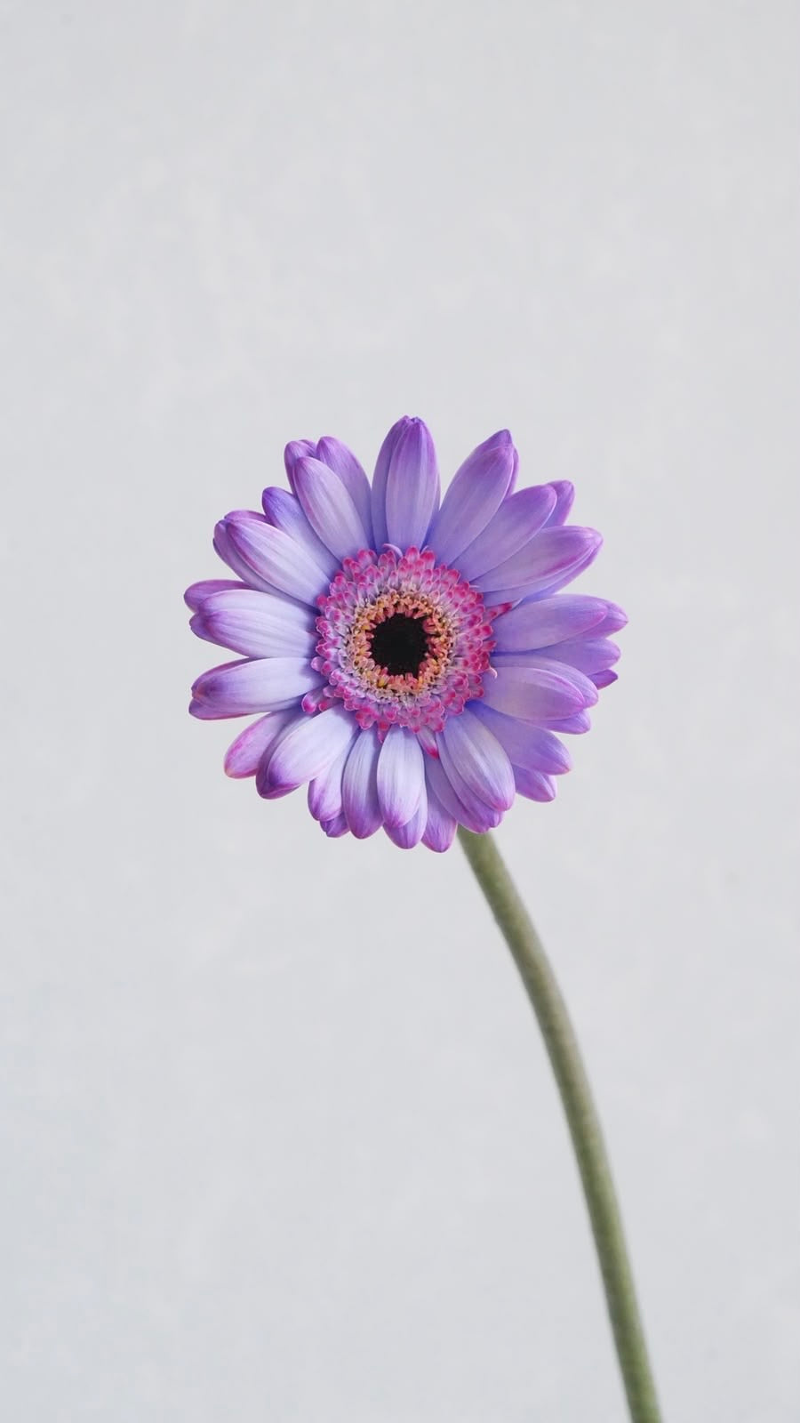 (Clearance Sale) Gerbera Witch Berry