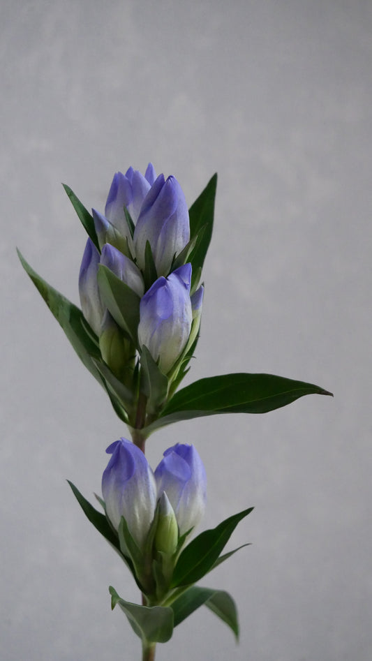 【月見】Gentiana 安代の羽衣 (80cm)