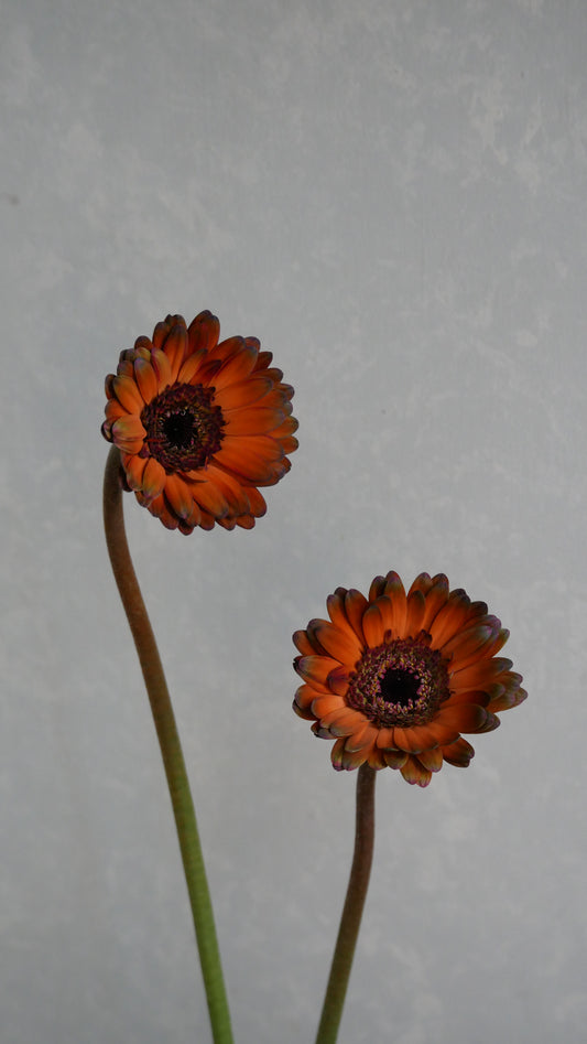 (Clearance Sale) Gerbera Mini Moca