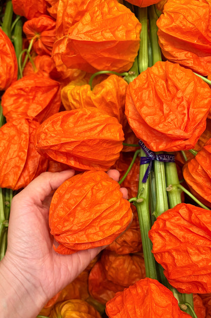 新入荷!! Physalis Alkekengi Hoozuki 鬼灯 (3L 超大果!!)