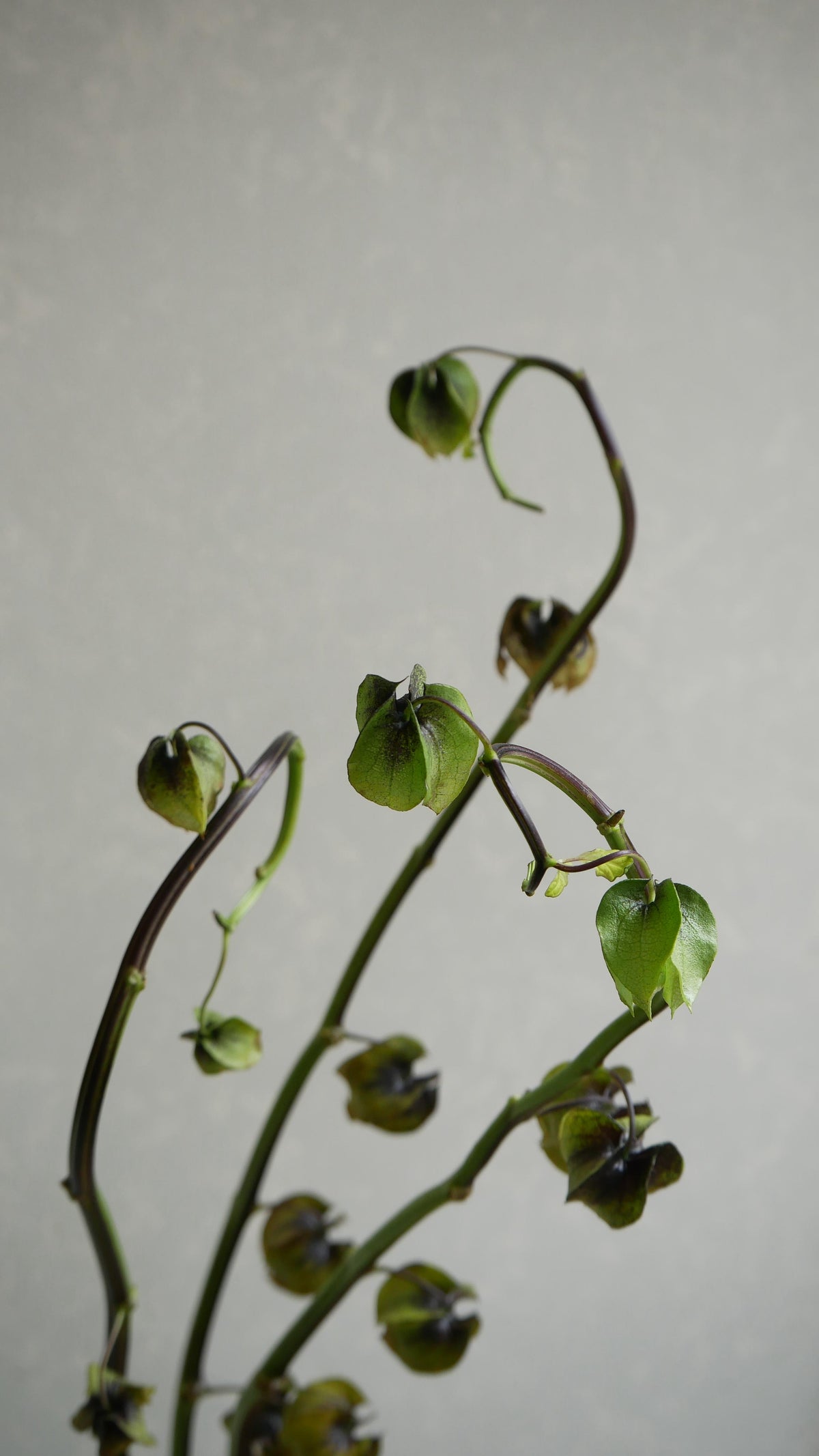 Physalis Alkekengi 鬼灯 黒法月 sp. Atsunko Mix (40-60cm)