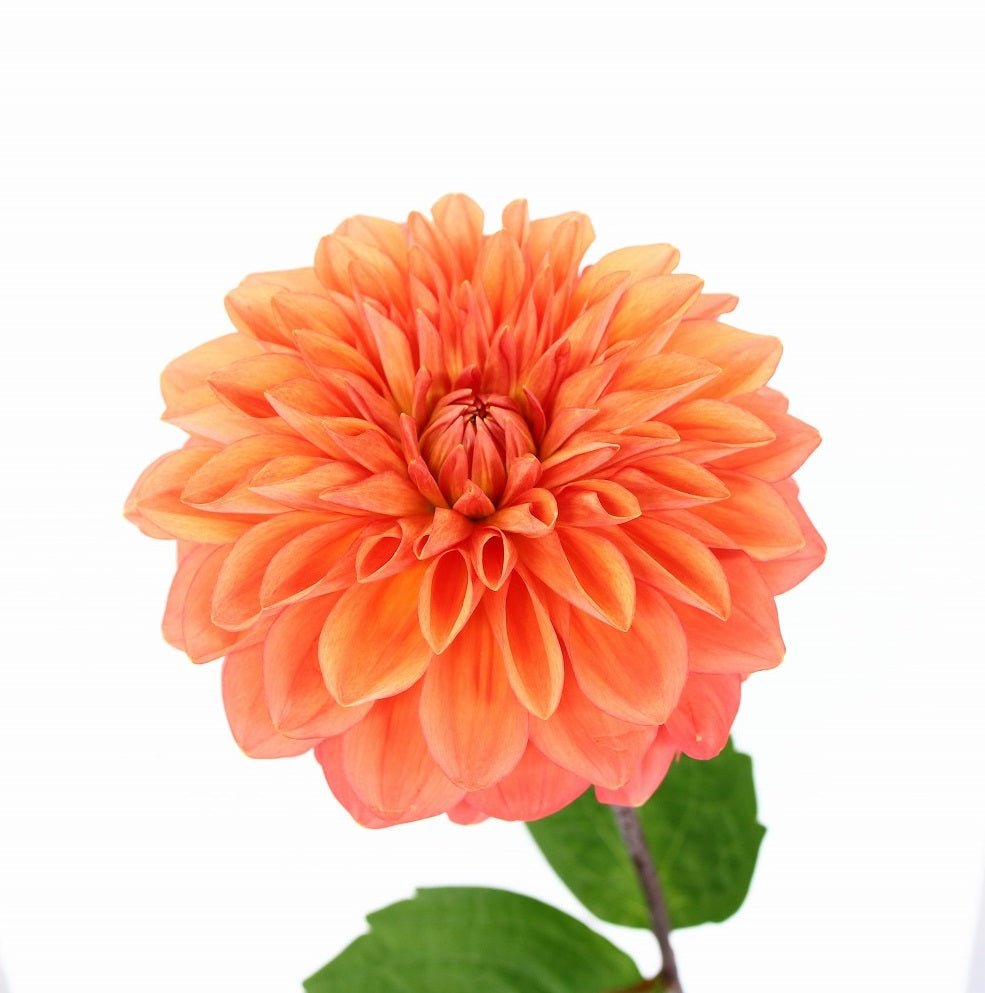 Dahlia Orange Stone (60cm)