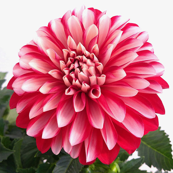 新入荷!! Dahlia 祝花 (60cm)