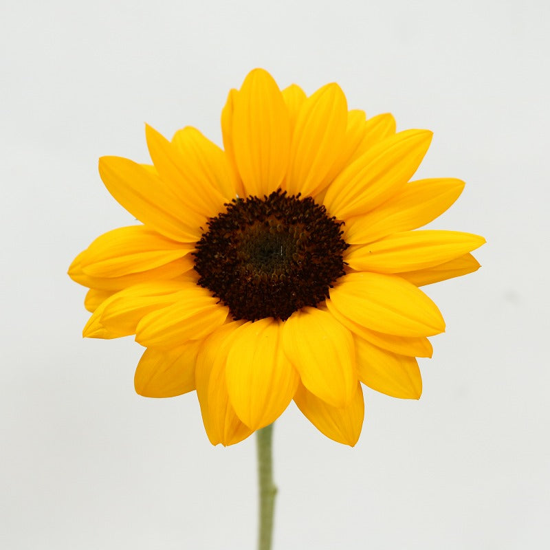 Helianthus Vincent Navel
