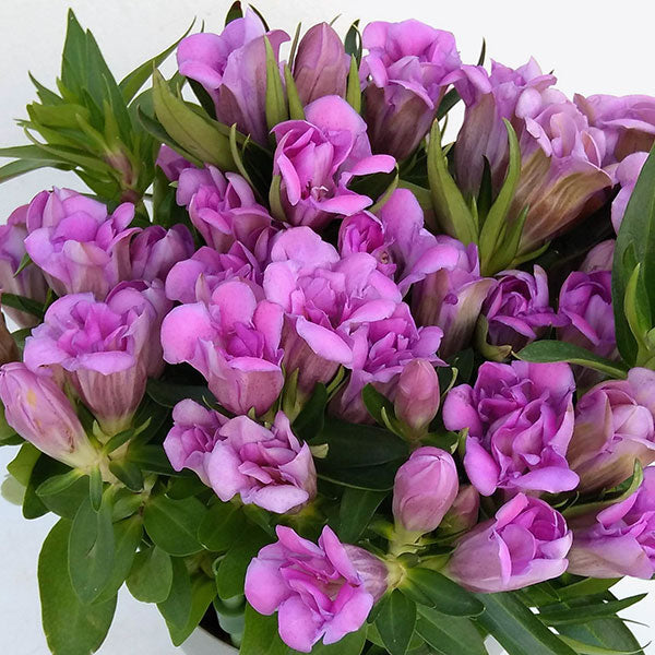 新入荷!! 八重咲き!! Gentiana 安代の陽炎 (70cm)