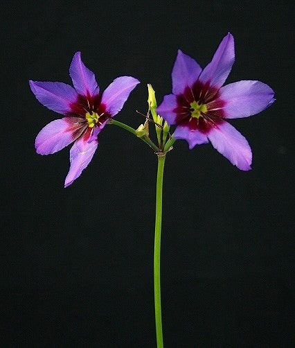 Leucocoryne Caravelle