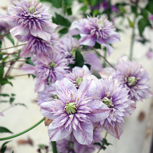 Clematis 水面の妖精 (20cm)