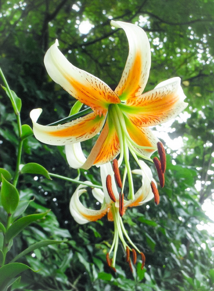 Lilium Lady Alice (70cm)