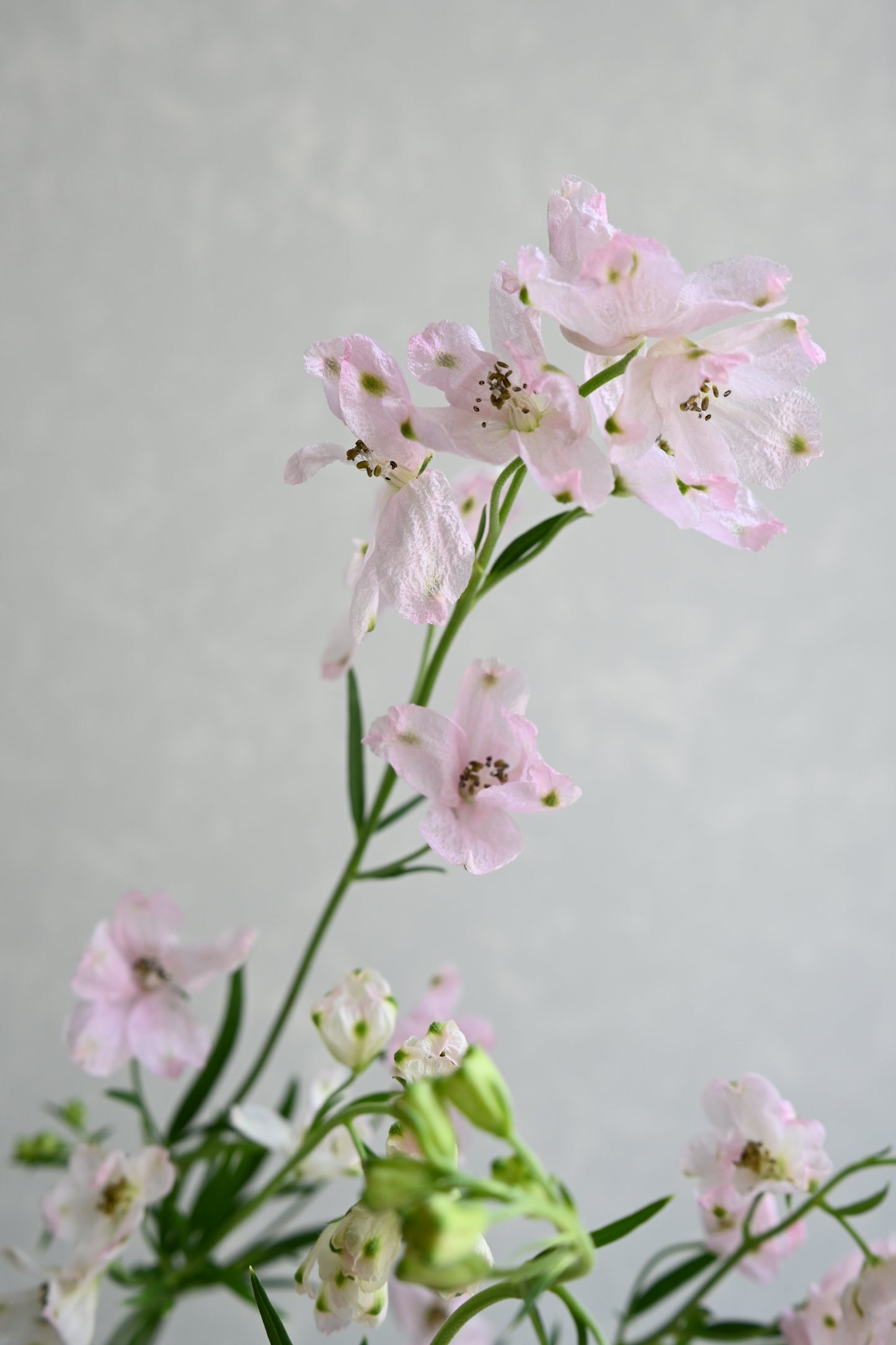 Delphinium Sakurahime (秀 80cm)