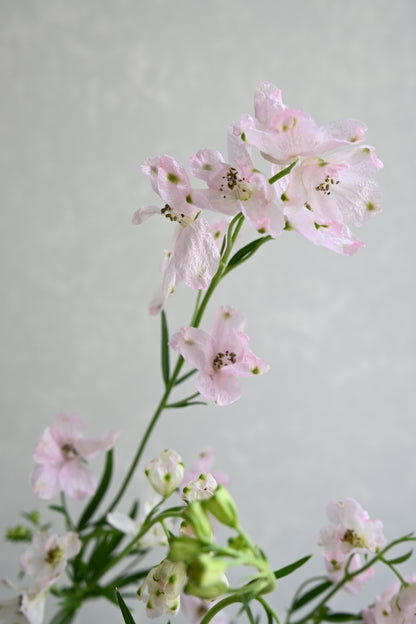 Delphinium Sakurahime (秀 80cm)