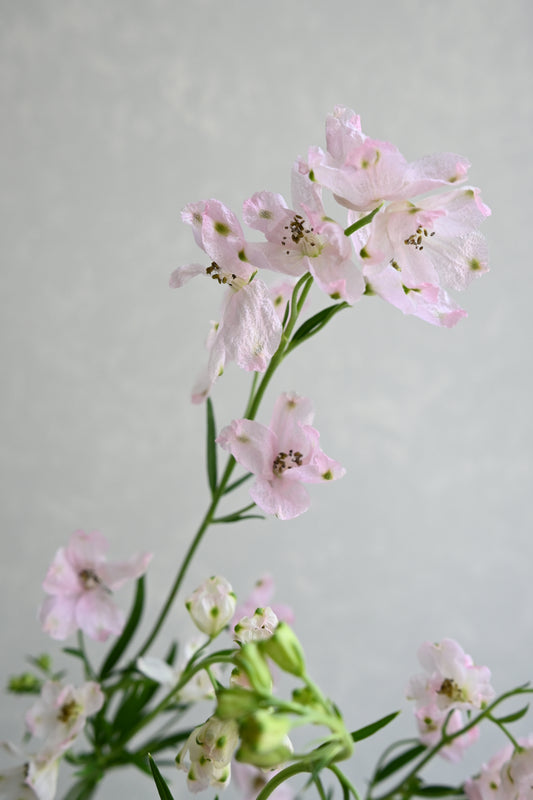 Delphinium Sakurahime (60cm)