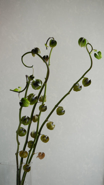 Physalis Alkekengi 鬼灯 黒法月 sp. Atsunko Mix (40-60cm)