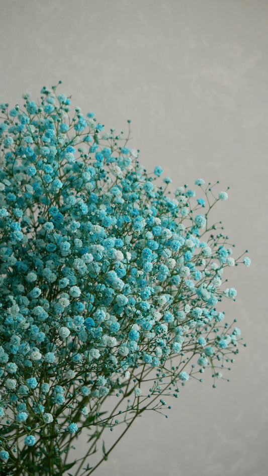 Gypsophila elegans Tinted 染め5色ミックス - Aqua Blue