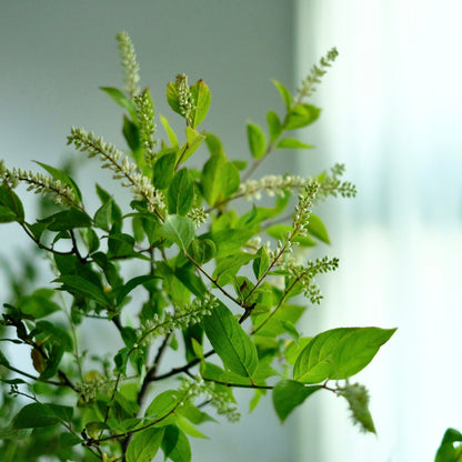 Itea Virginica (80cm)