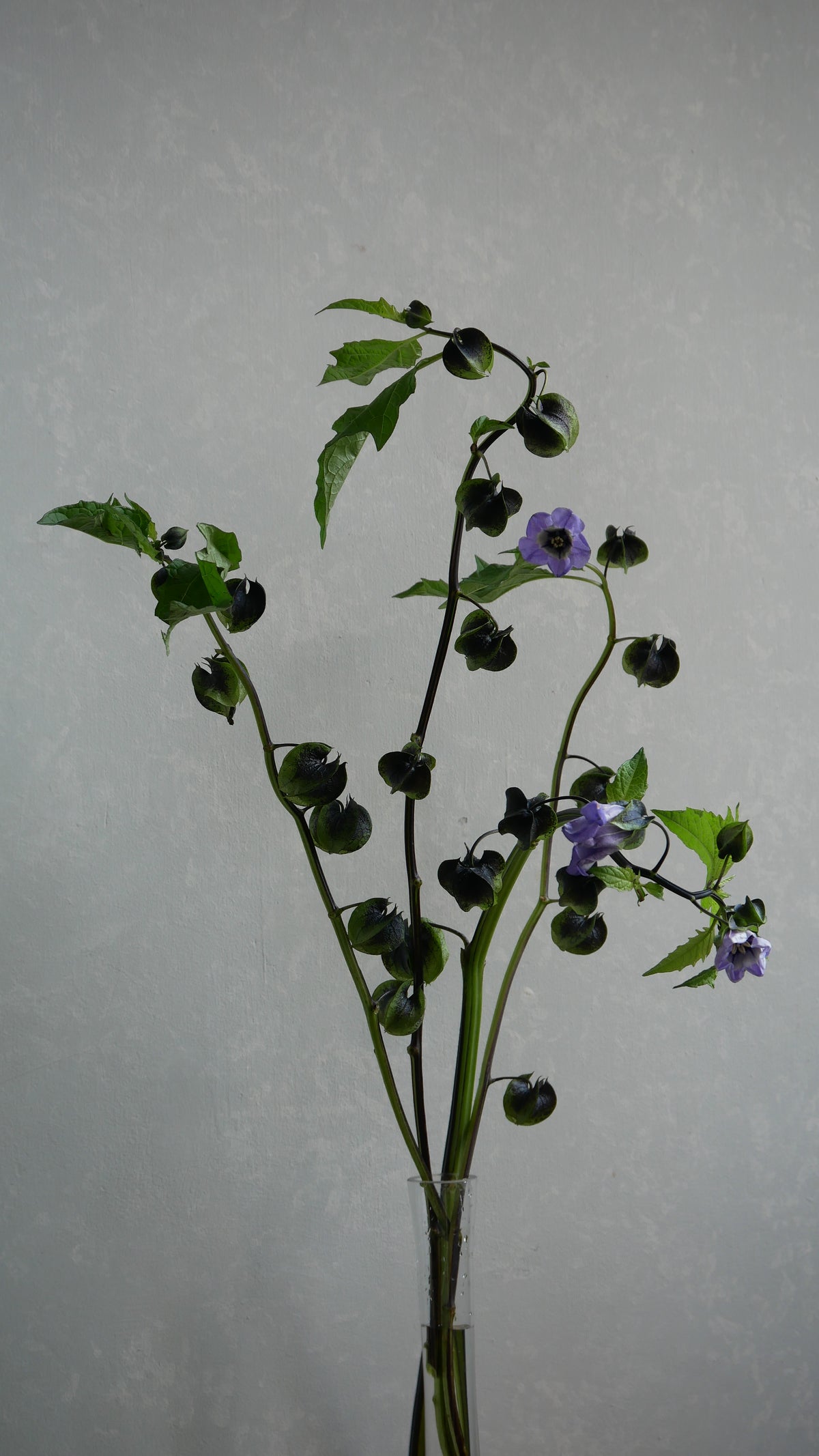 Physalis Alkekengi 鬼灯 黒法月 sp. Atsunko Mix (35-60cm)