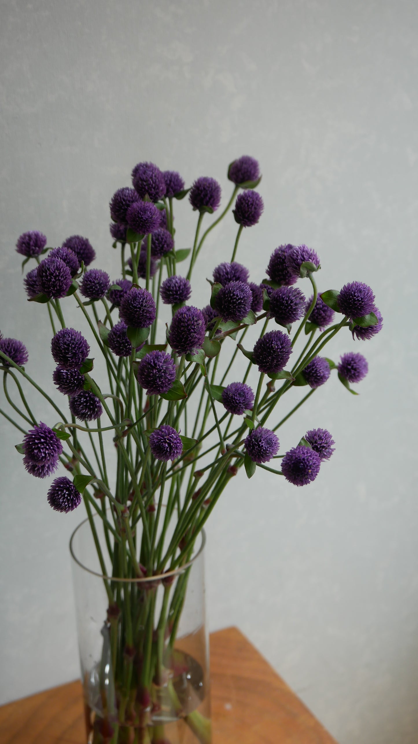 Gomphrena globosa (Tinted Amethyst)
