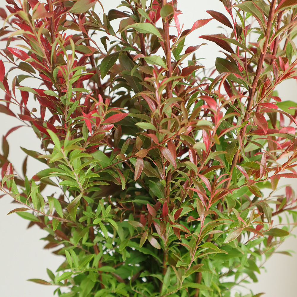 【月見】Spiraea thunbergii YUKIYANAGI 雪柳染紅葉