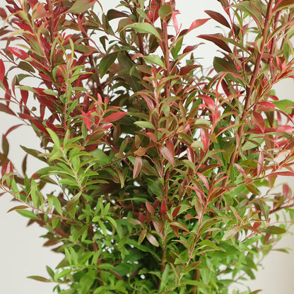 【月見】Spiraea thunbergii YUKIYANAGI 雪柳染紅葉