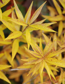 (Clearance Sale) Amsonia elliptica 丁字草 (紅葉) (50cm)