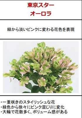 新入荷!! Bouvardia Tokyo Star Aurora (70cm)