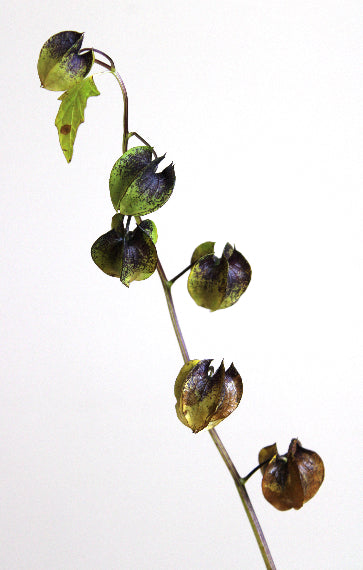 Physalis Alkekengi  黑鬼灯 (60cm)