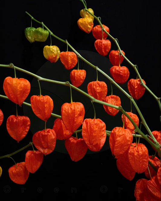 Physalis Alkekengi (Dried)