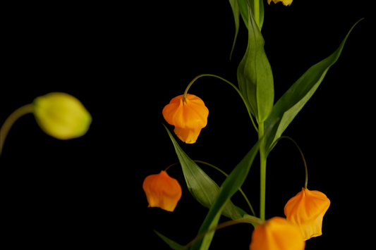 Sandersonia 60cm (MOQ 10Stems/Bunch) ETA 25 Jan 2025