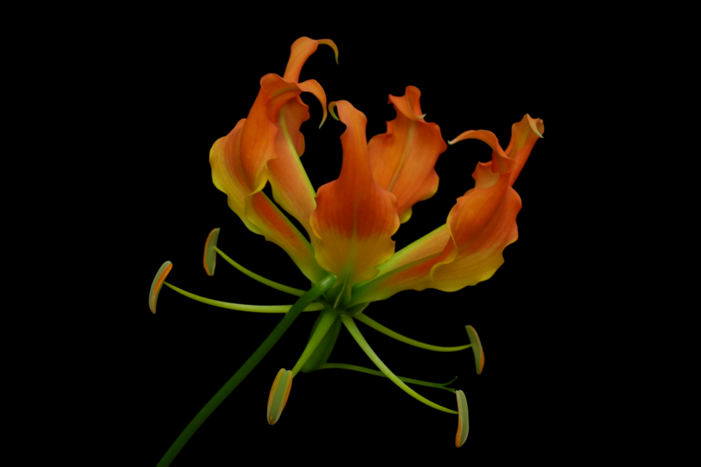 Gloriosa Orange Heart (MOQ : 10Stems/Bunch) ETA 25 Jan 2025