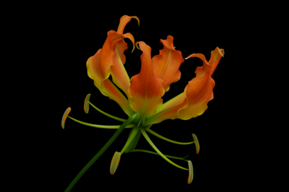 Gloriosa Orange Heart (Pre Order)