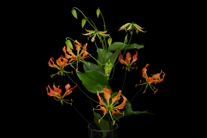 Gloriosa Orange Heart (MOQ : 10Stems/Bunch) ETA 25 Jan 2025