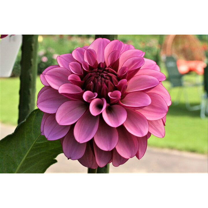 Dahlia Amethyst Orb (秀 60cm)