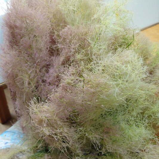 Cotinus Coggygria (Smoke Tree) Pink fur (秀 2L)