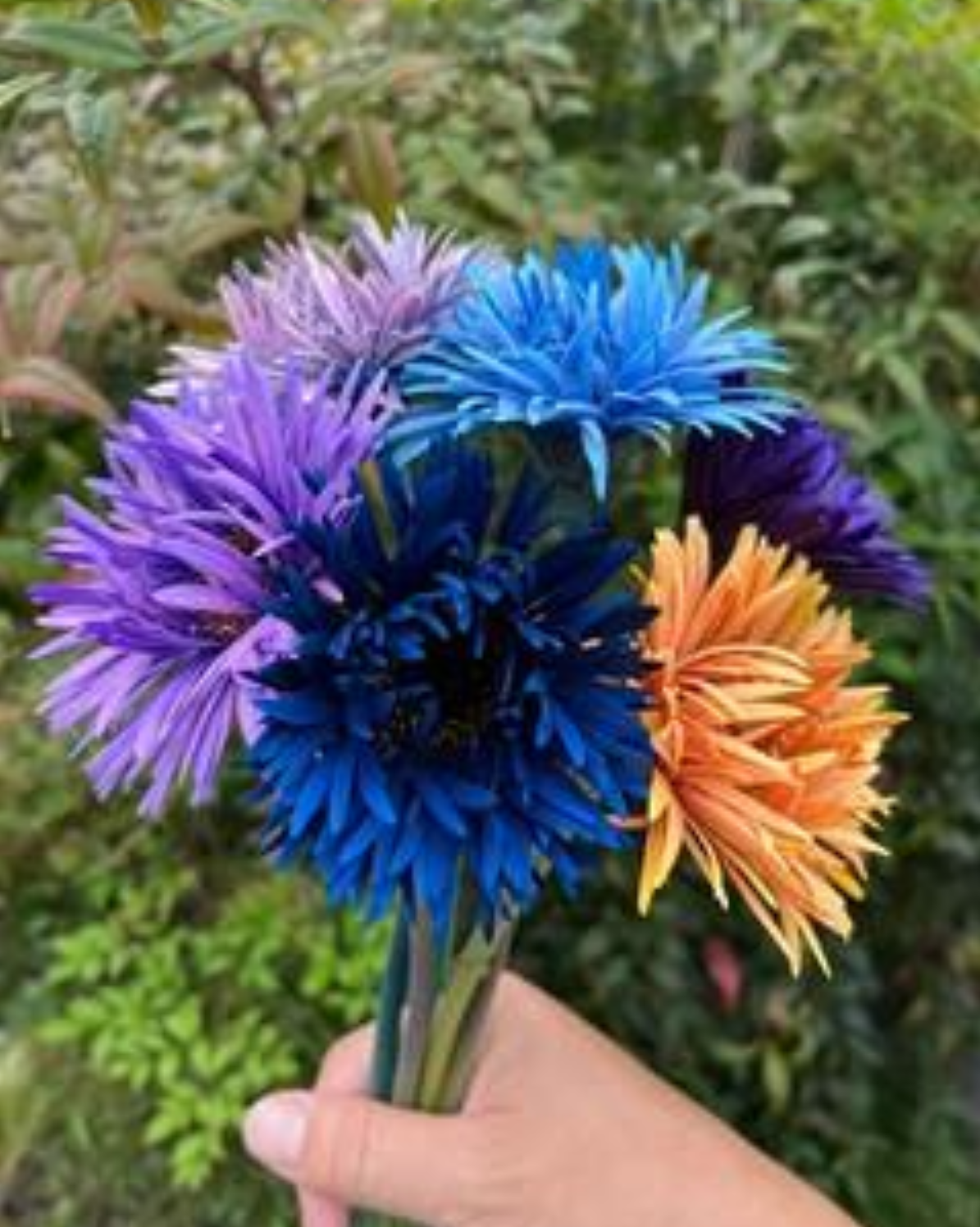 Gerbera Monster Box (Tinted)
