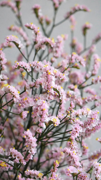 Statice (Limonium sinuatum) Maltese Pink (70cm)