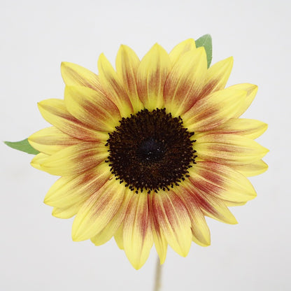 Helianthus Sunrich Lychee