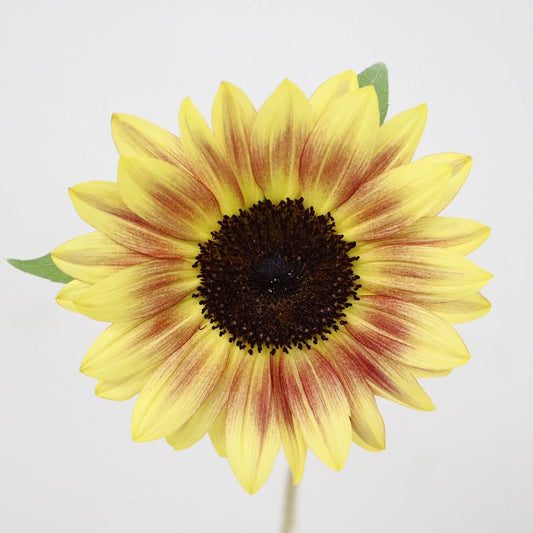Helianthus Sunrich Lychee (Pre Order) MOQ:10