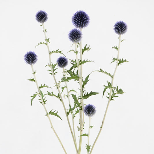 Echinops Veitch's Blue (60-70cm)