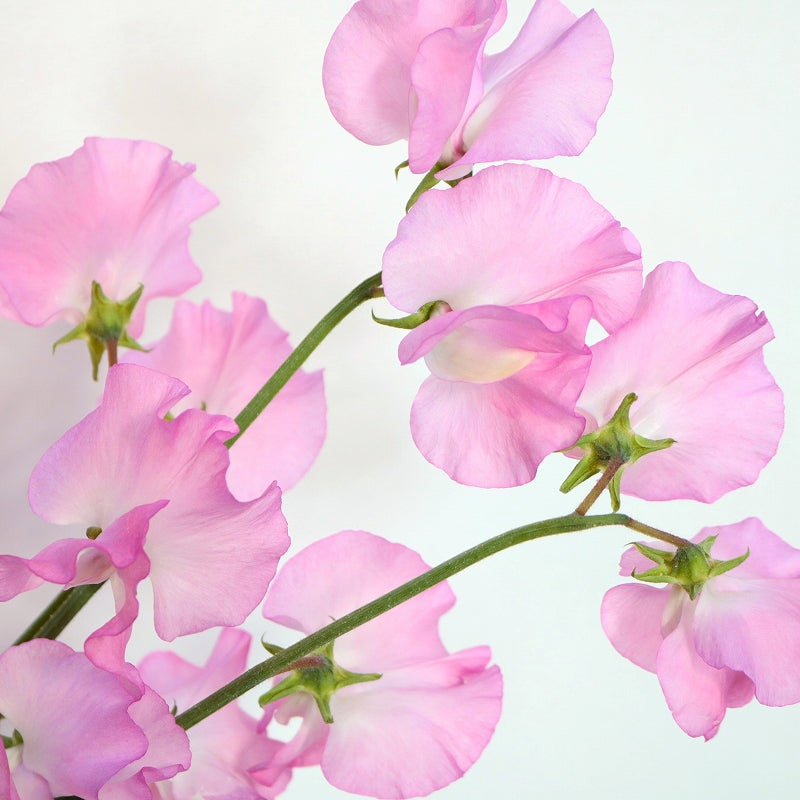 Sweet Pea Sakura