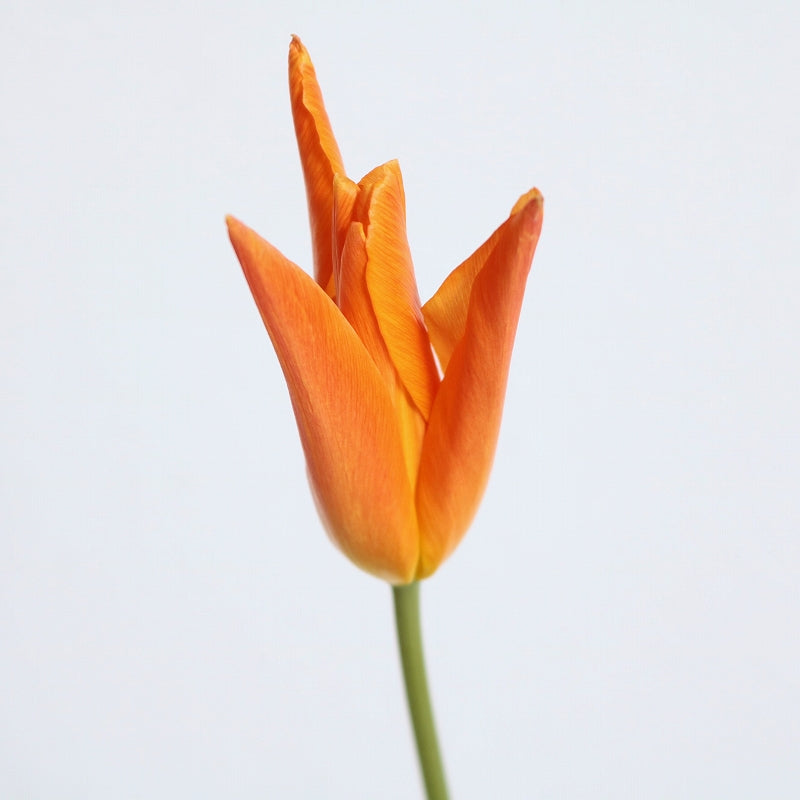 Tulip Ballerina