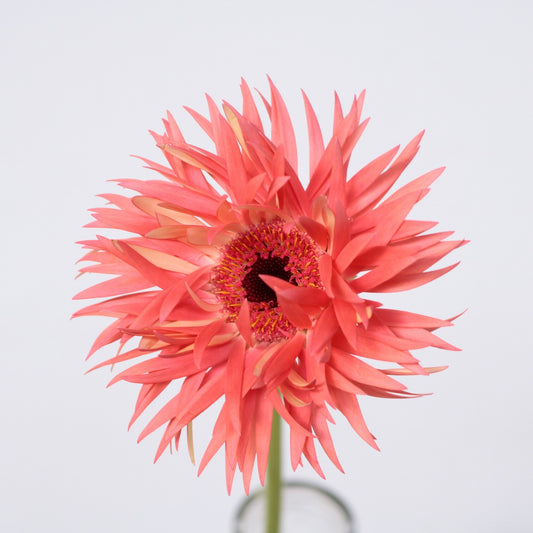 Gerbera Sensini