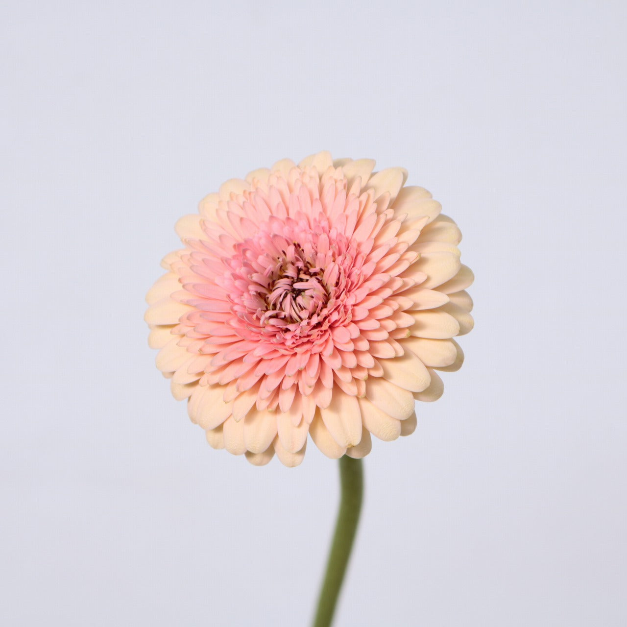 Gerbera JayJay (50cm)