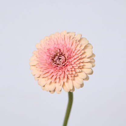 Gerbera JayJay (50cm)