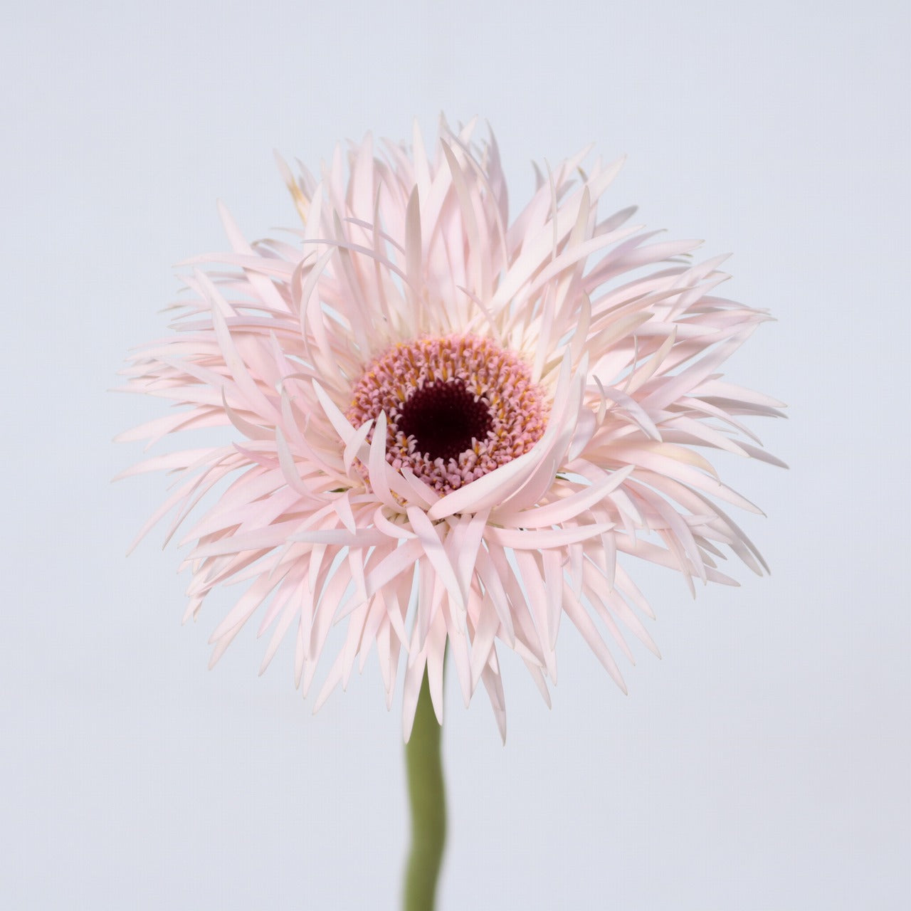 Gerbera Cream Springs